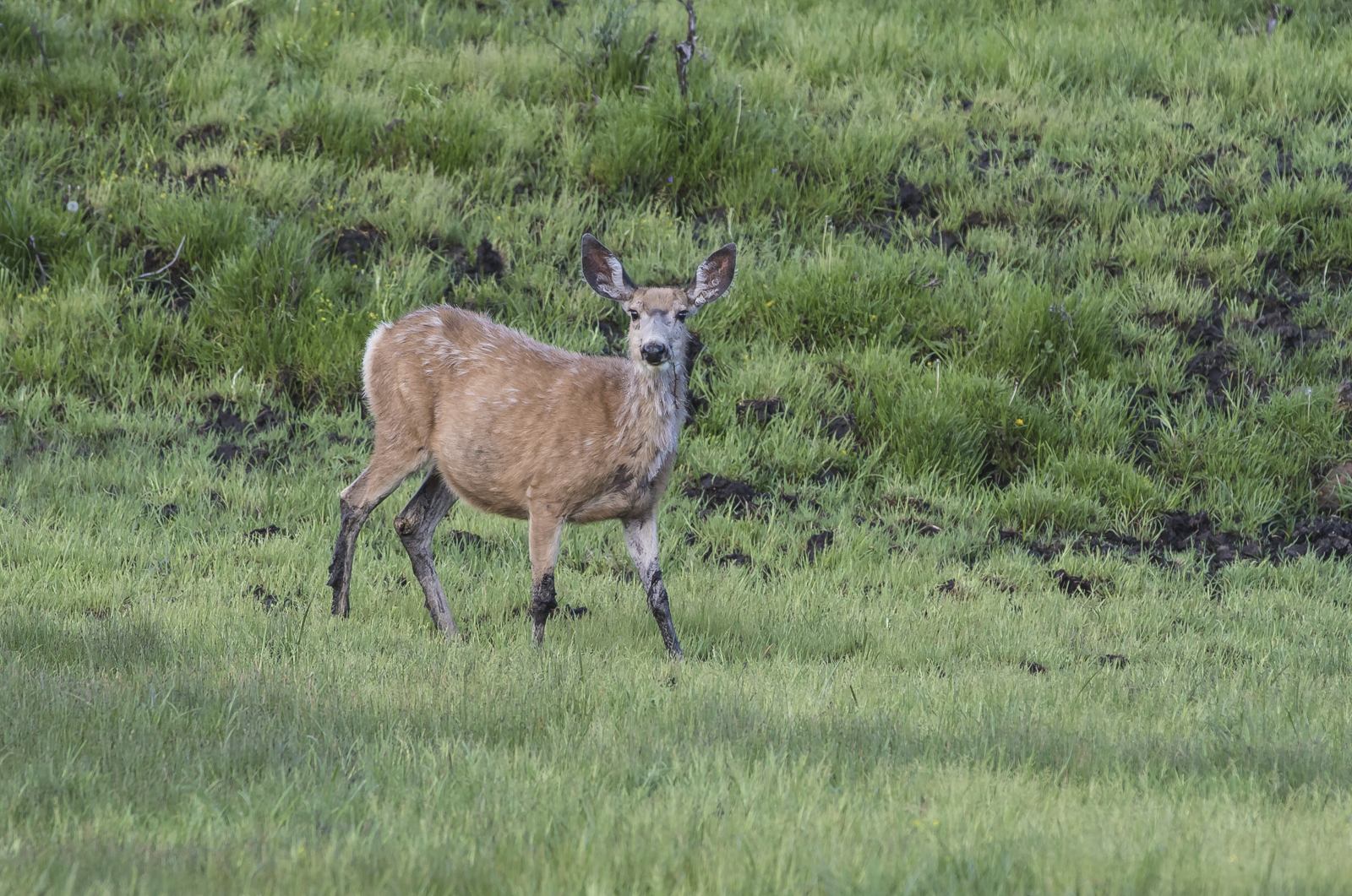 Nule Deer in mud in Lamar