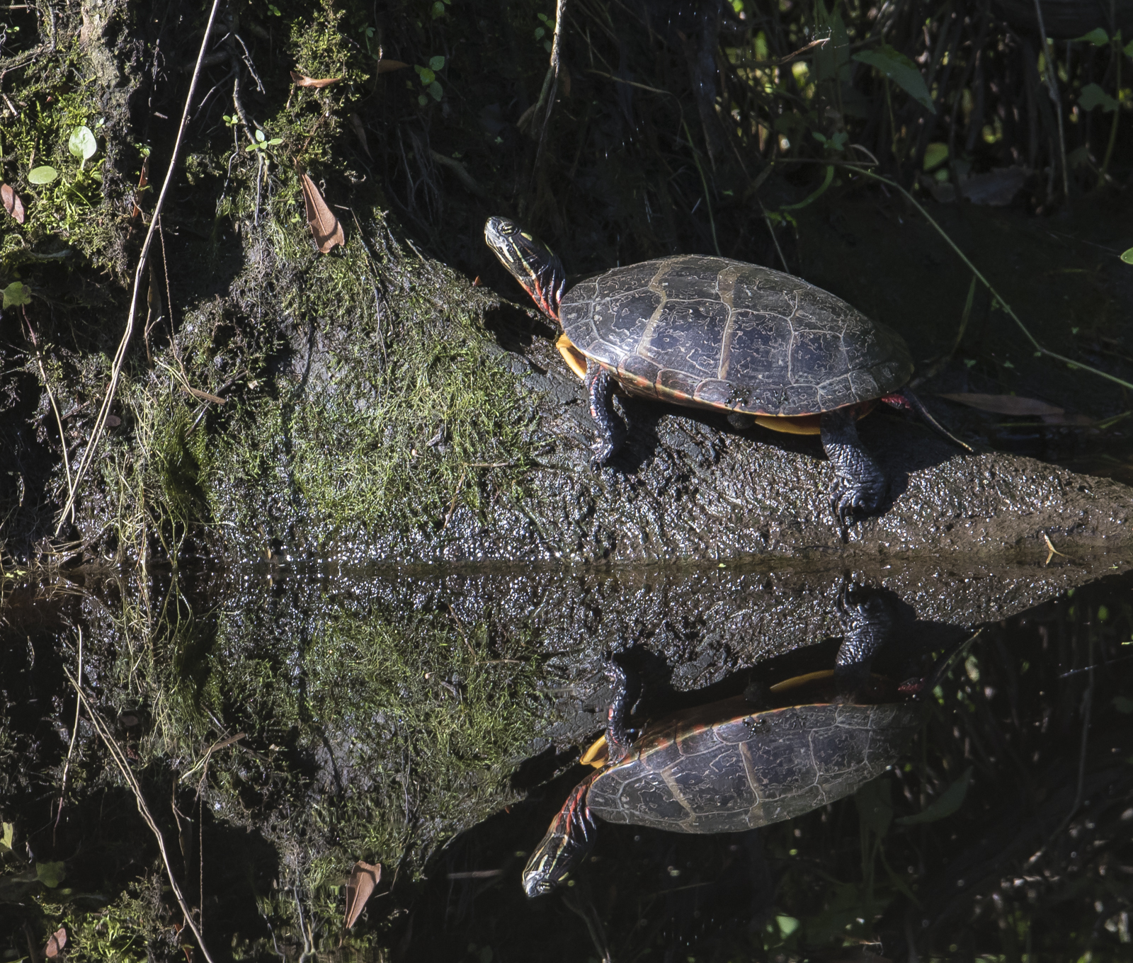 Painted turtle and reflection