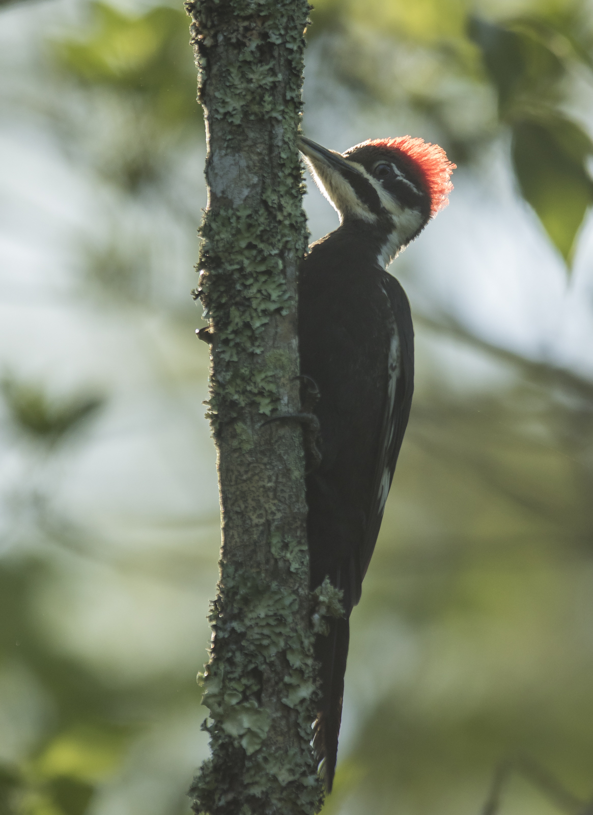 pileated woodpecker juvenile