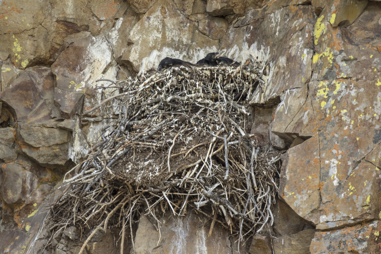 Raven nest