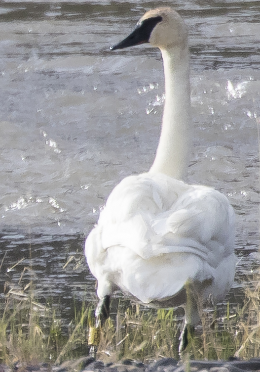 Trumpeter swan with leg band