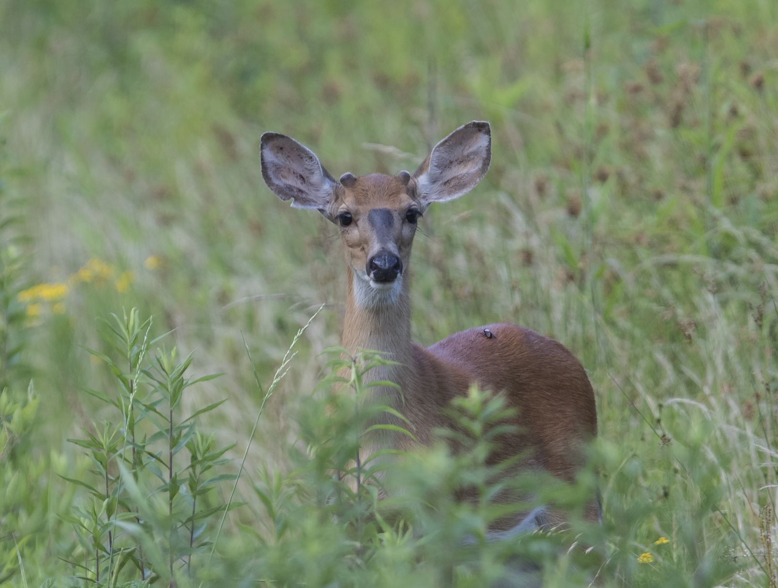 White-tailed deer at PLNWR