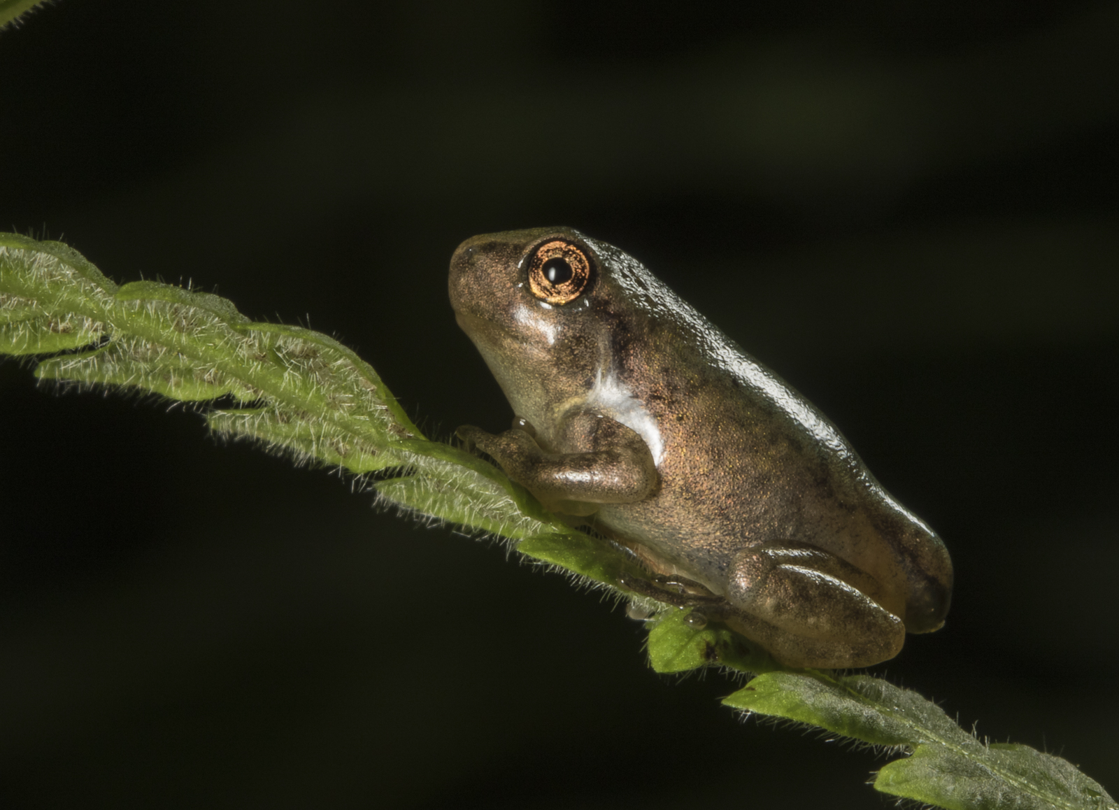 Copes gray treefrog froglet 2