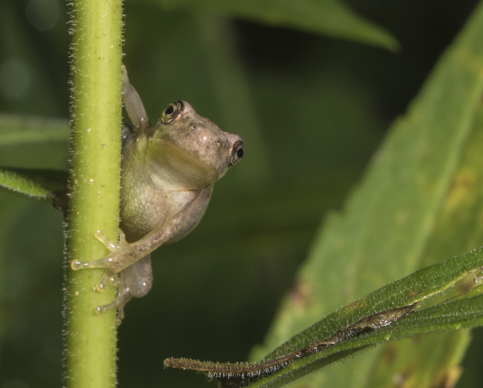 copes gray treefrog froglet  looking at camera