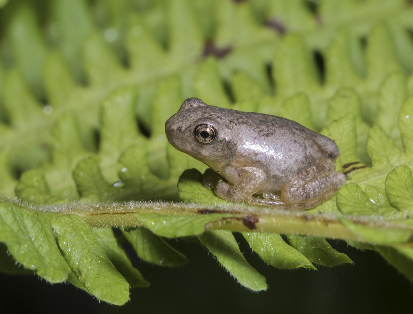copes gray treefrog froglet  on fern 1