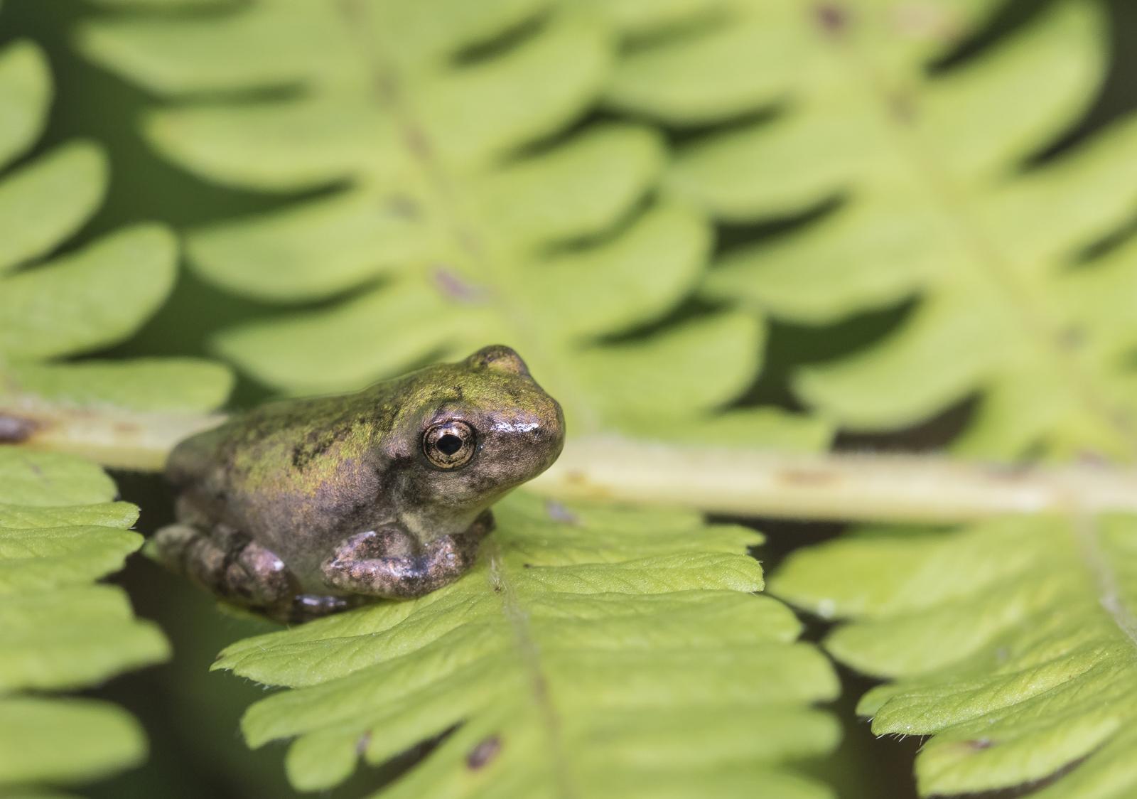 copes gray treefrog froglet  on fern