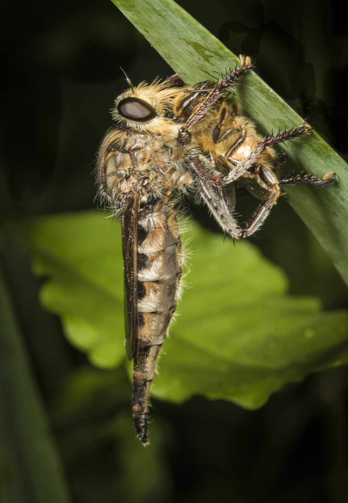 female resuming her meal