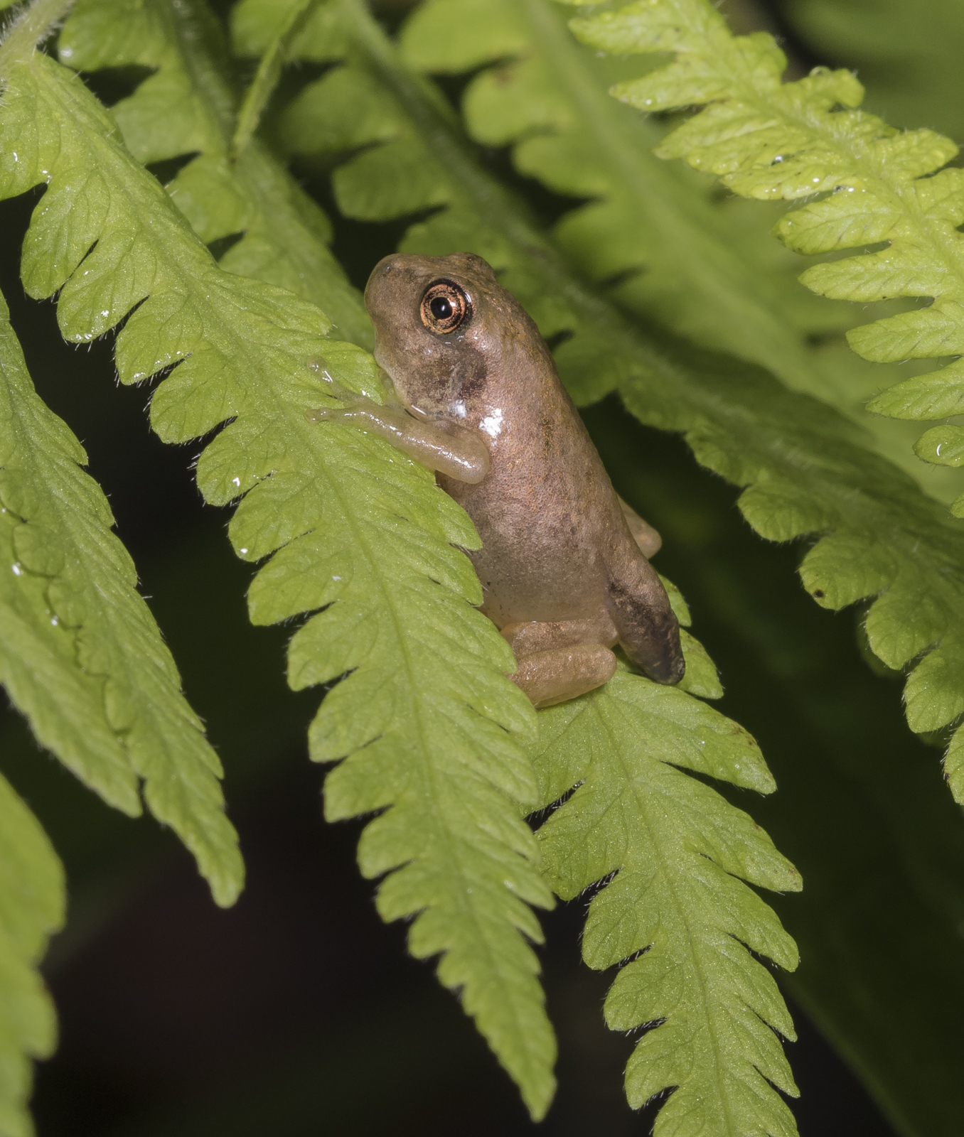froglet with tail bud