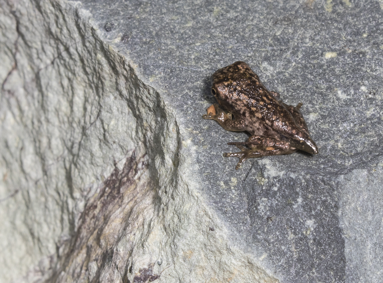 Tadpole transforming