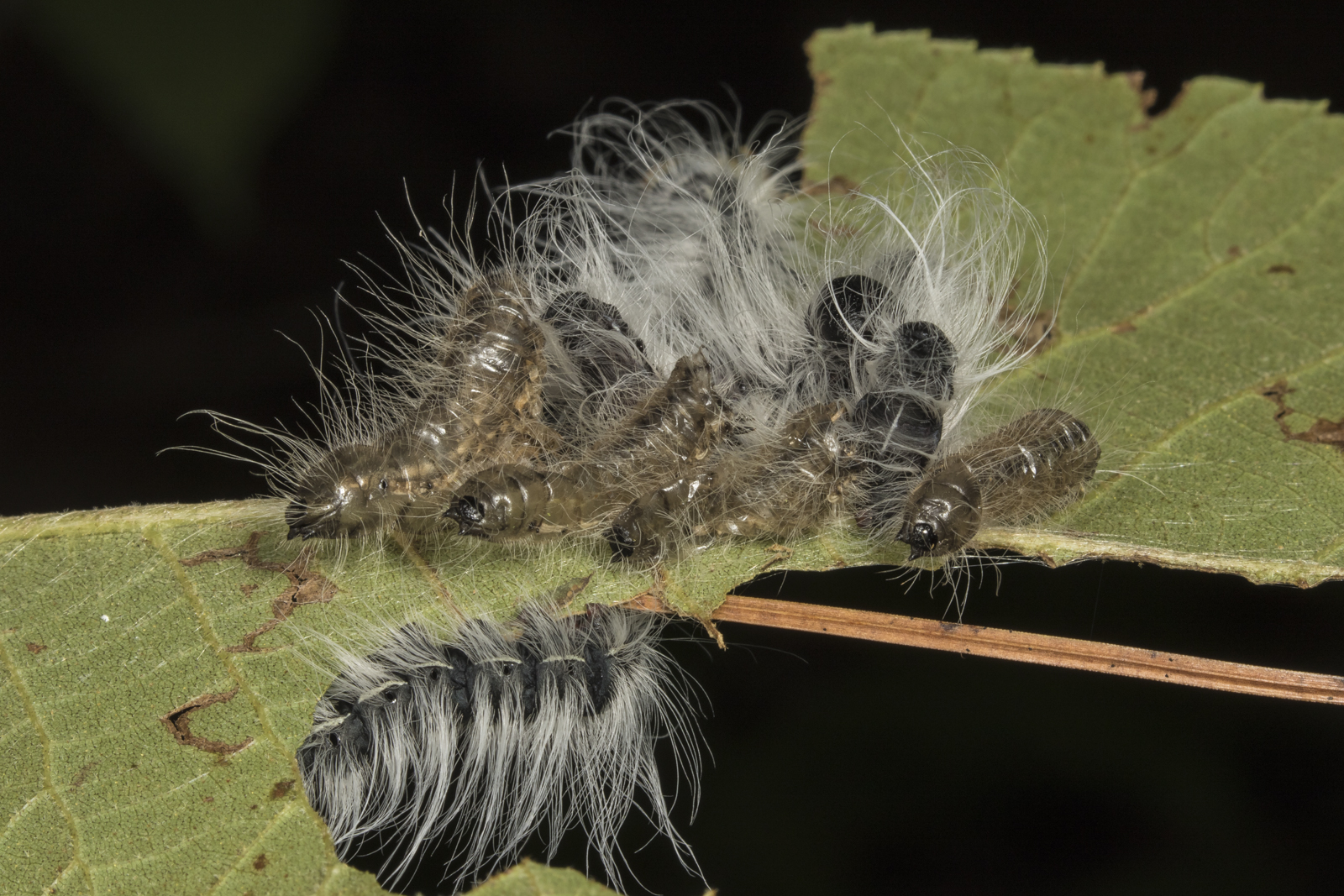 Walnut caterpillars 1
