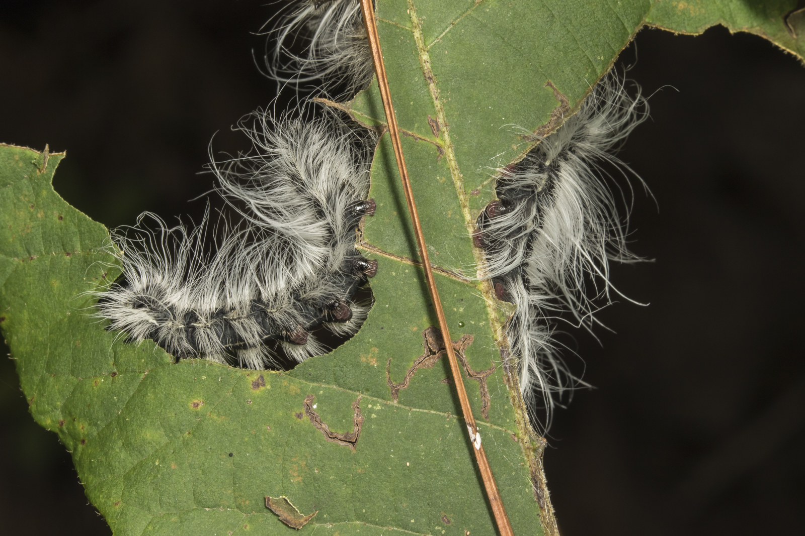 Walnut caterpillars