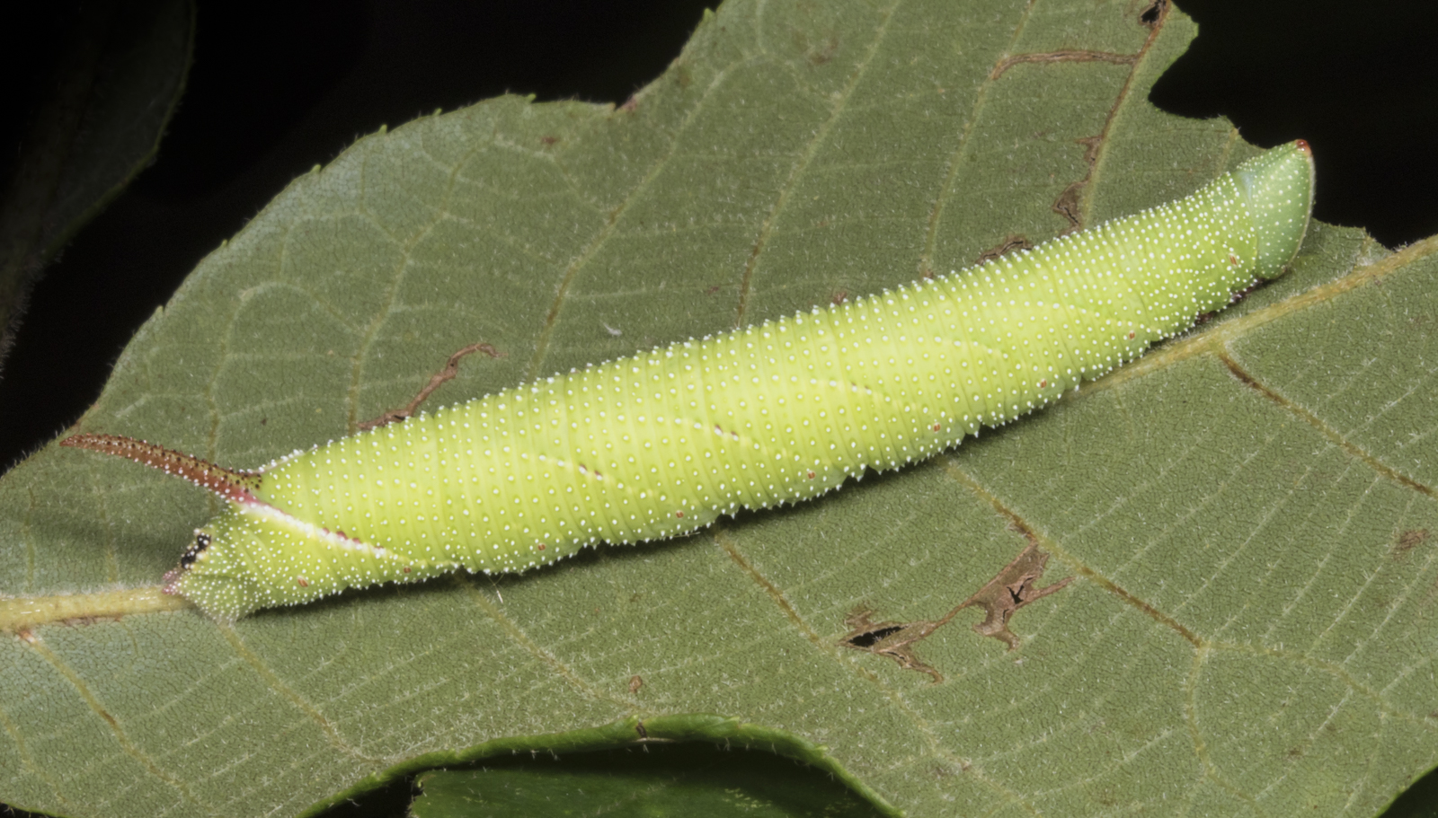Walnut sphinx larva 1