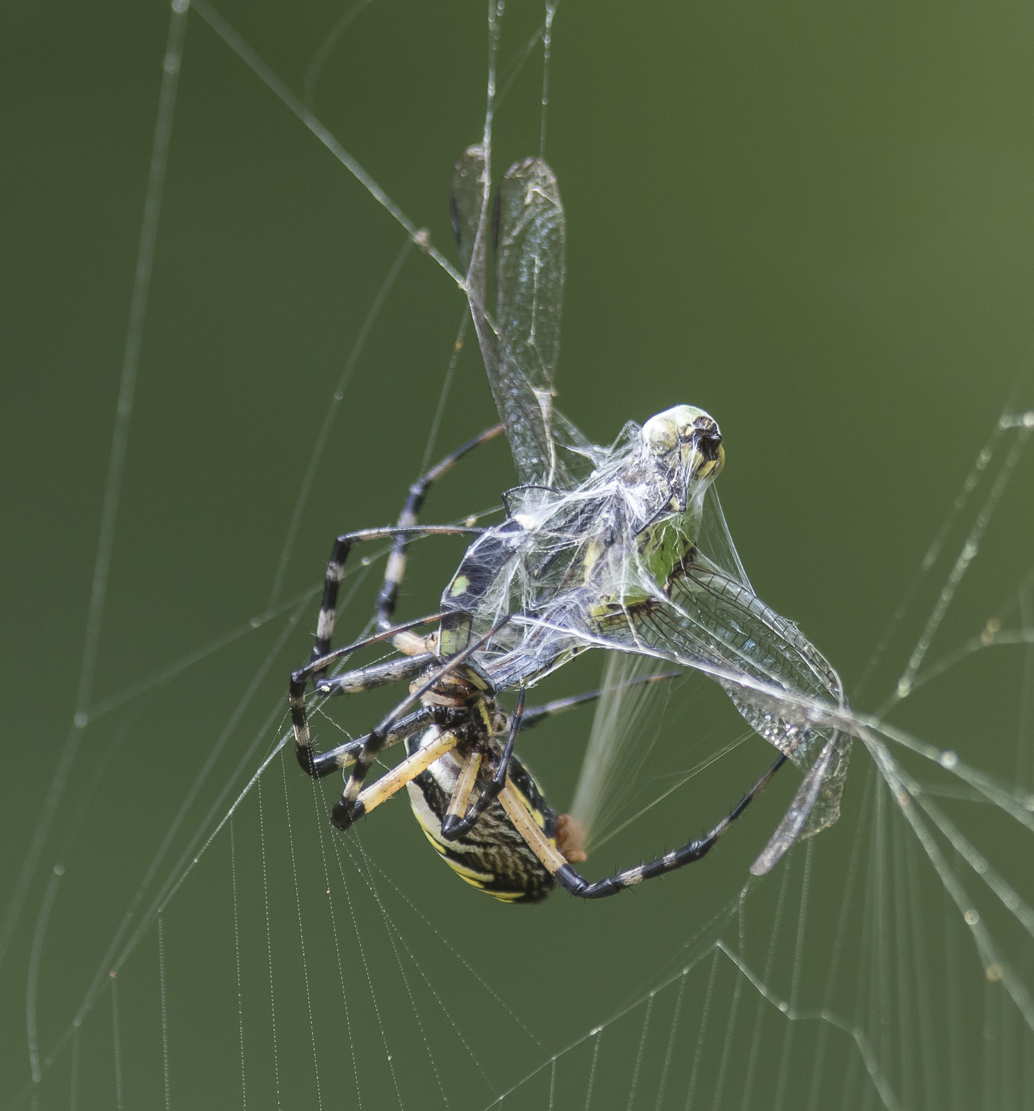 Argiope capturing Eastern Pondhawk 1