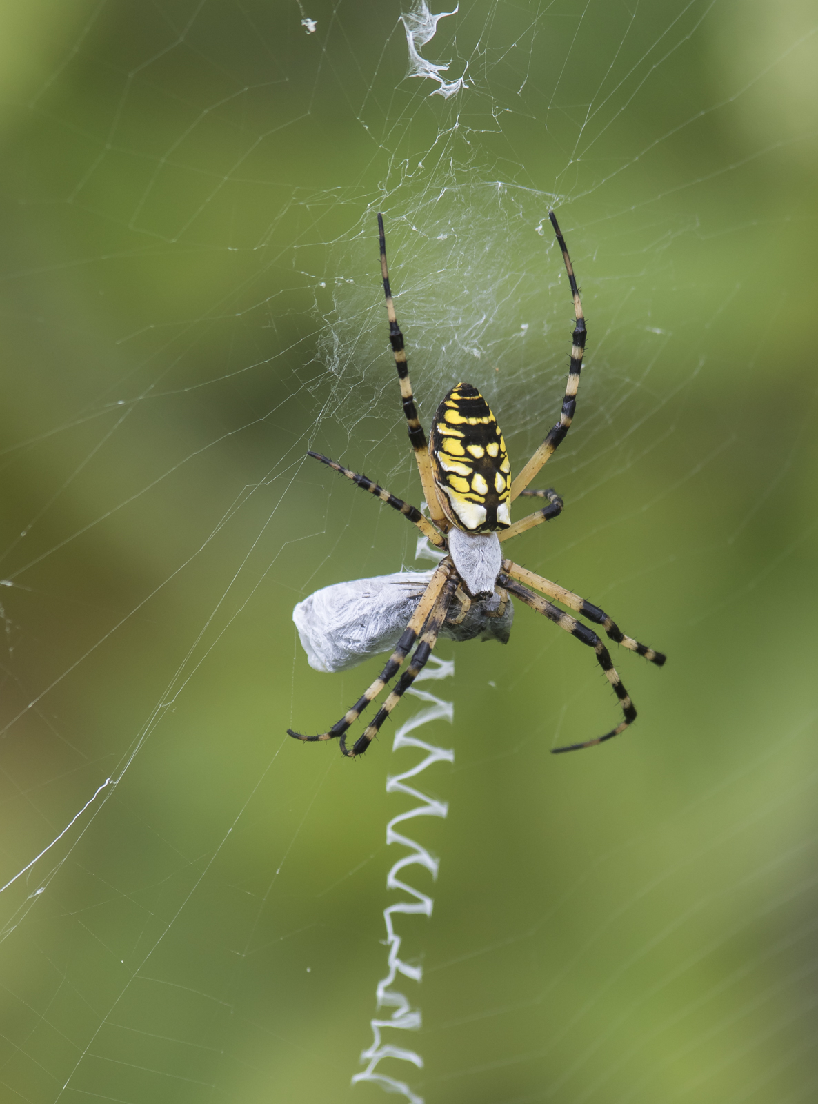 Argiope spider
