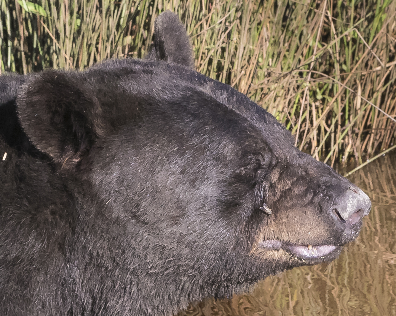 bear in canal scrunching up face close up