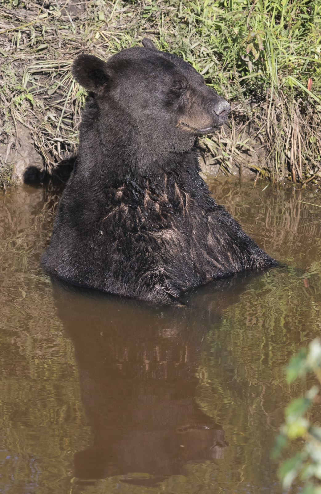 bear in canal wider view