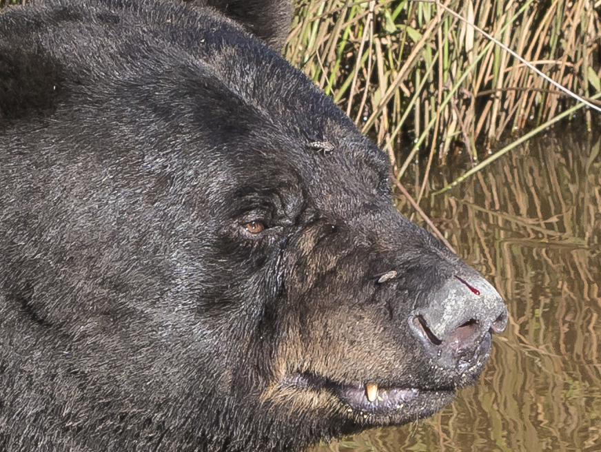 bear with biting flies on face