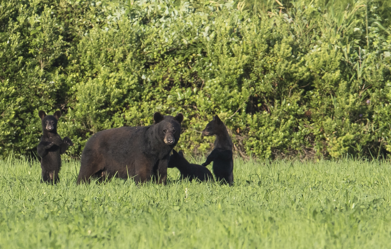 black bear and three cubs 1