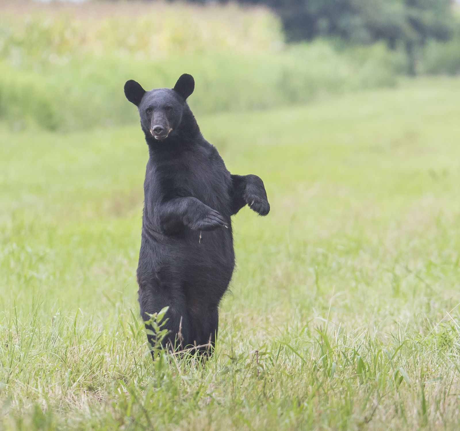 Black bear standing along Beart Rd