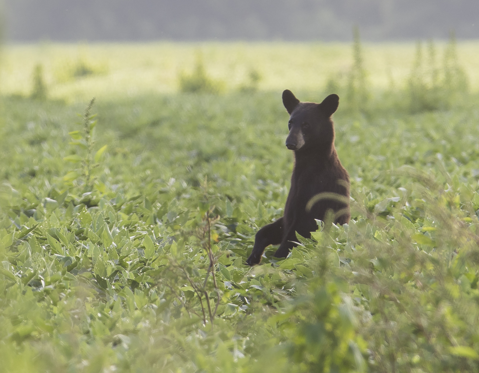 black bear standing in soybean field 1