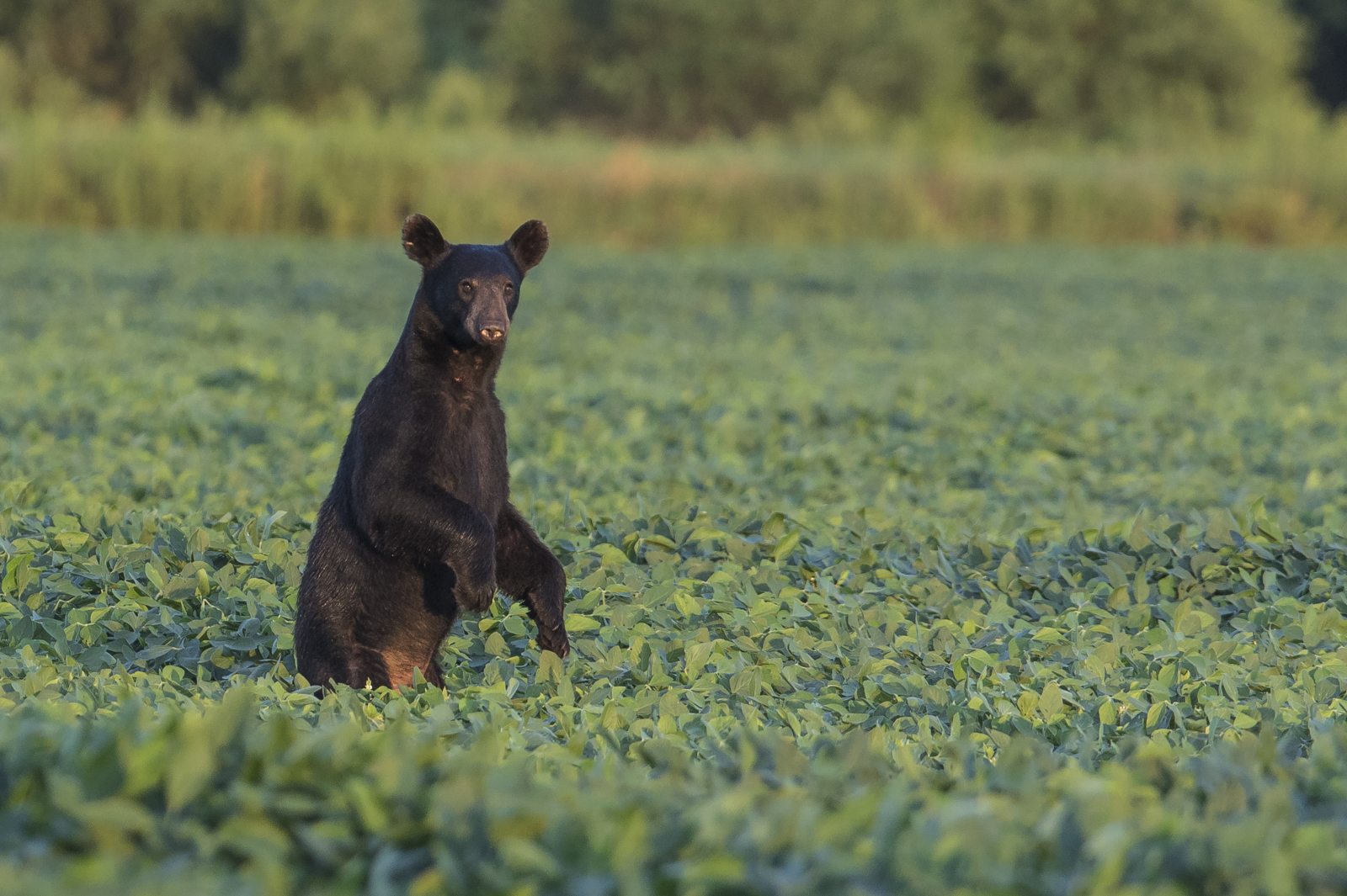 black bear standing in soybean field