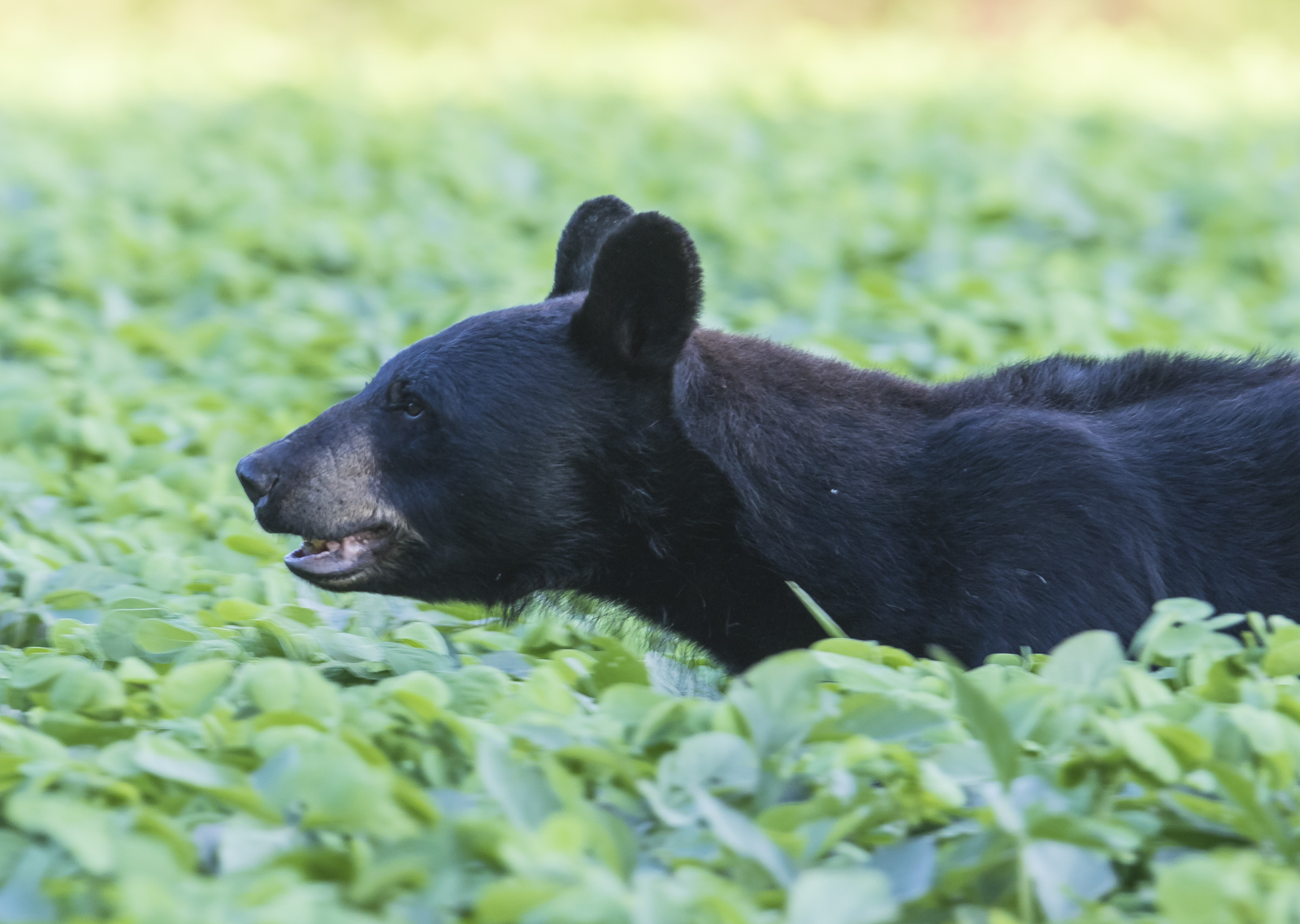 black bear walking in soybean field