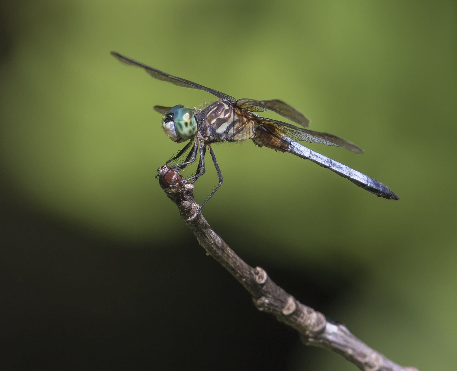 Blue Dasher