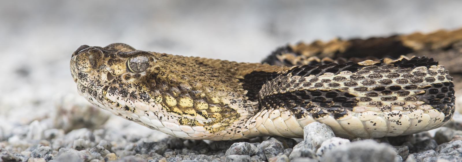 Canebrake rattlesnake head low angle darker
