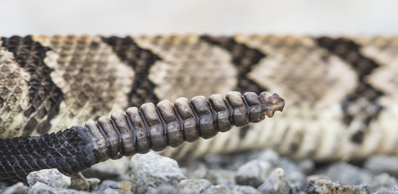 Canebrake rattlesnake tail against body