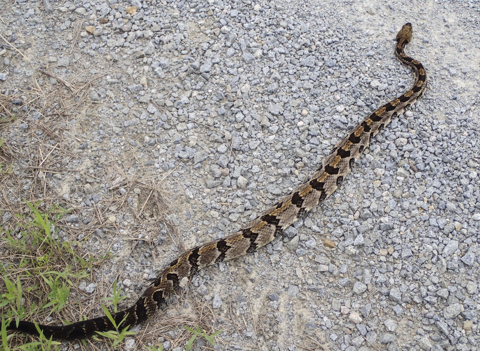 Canebrake rattlesnake