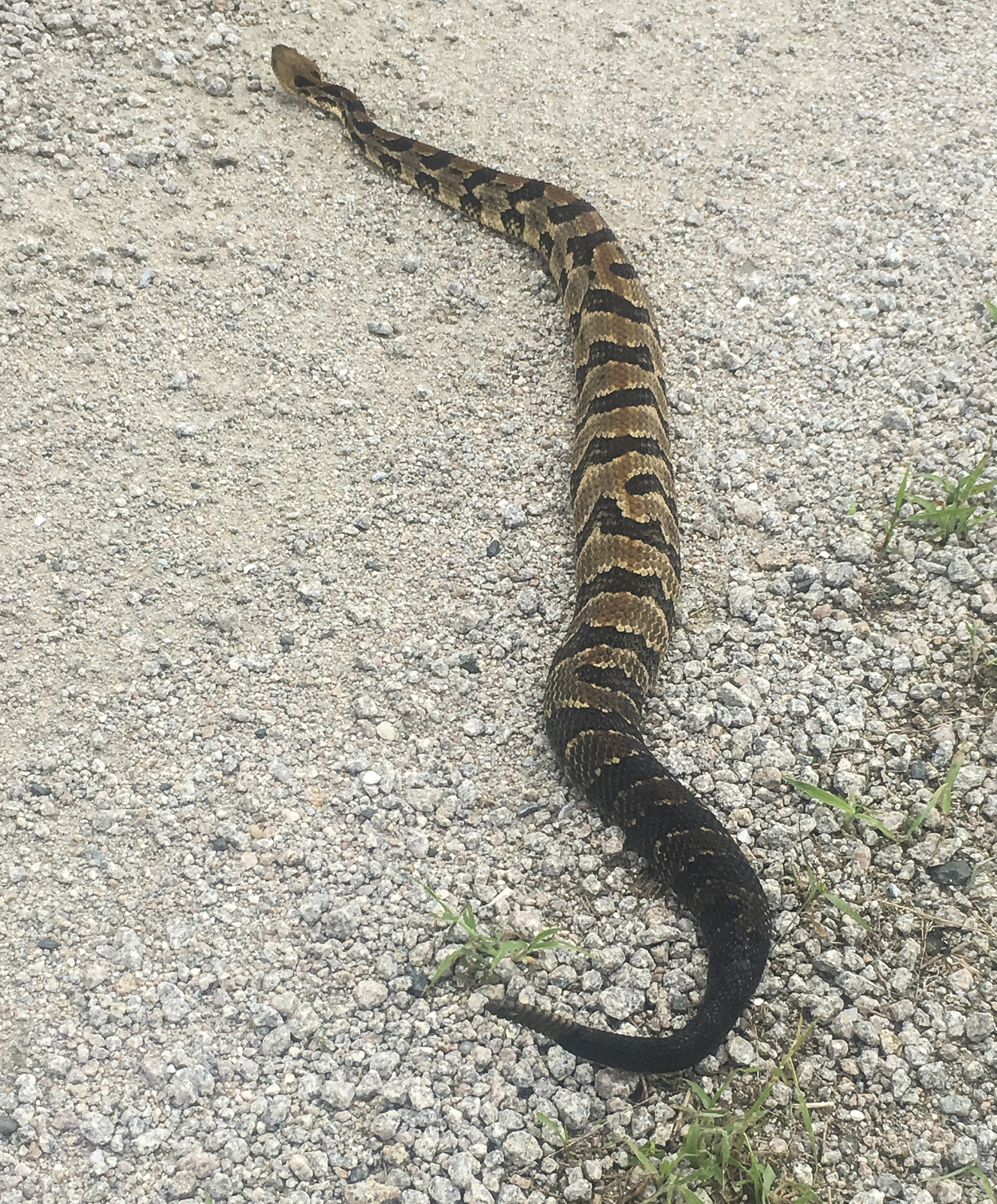 Canebrake rattlesnake