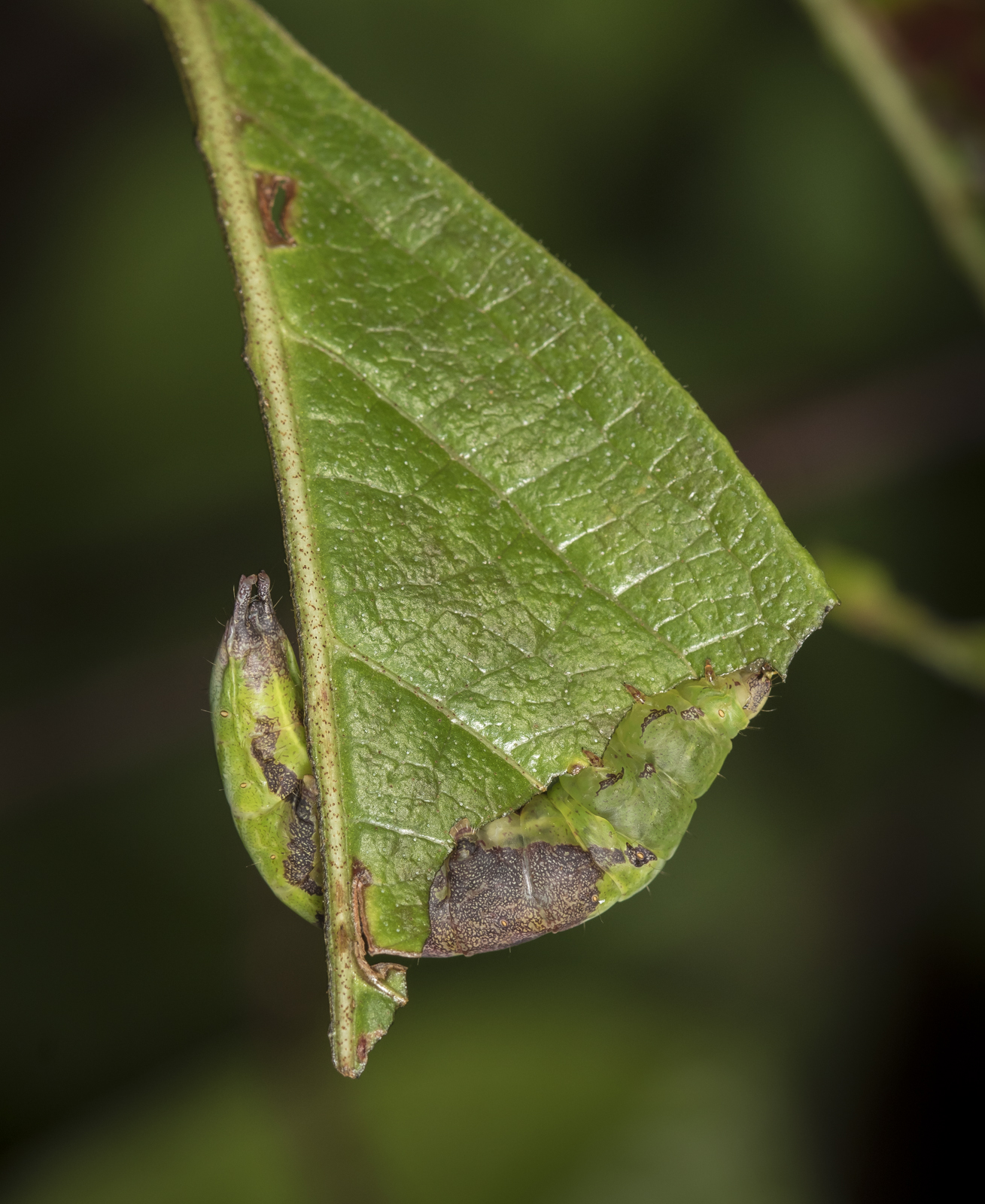 Chestnut Schizura on viburnum leaf