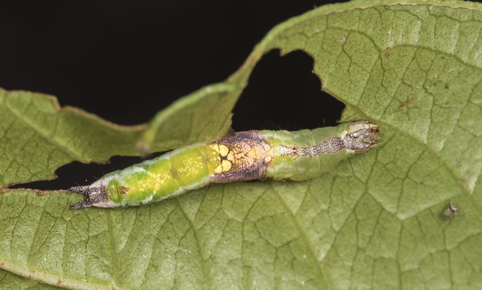 Chestnut Schizura on Viburnum nudum