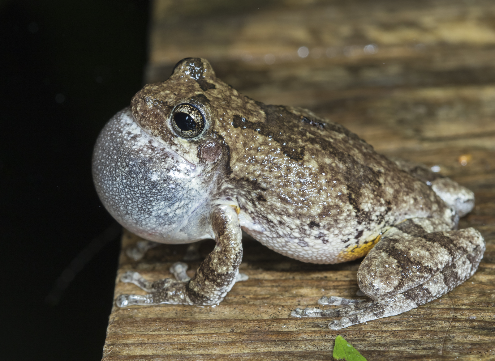 Cope's Gray Treefrog calling side view