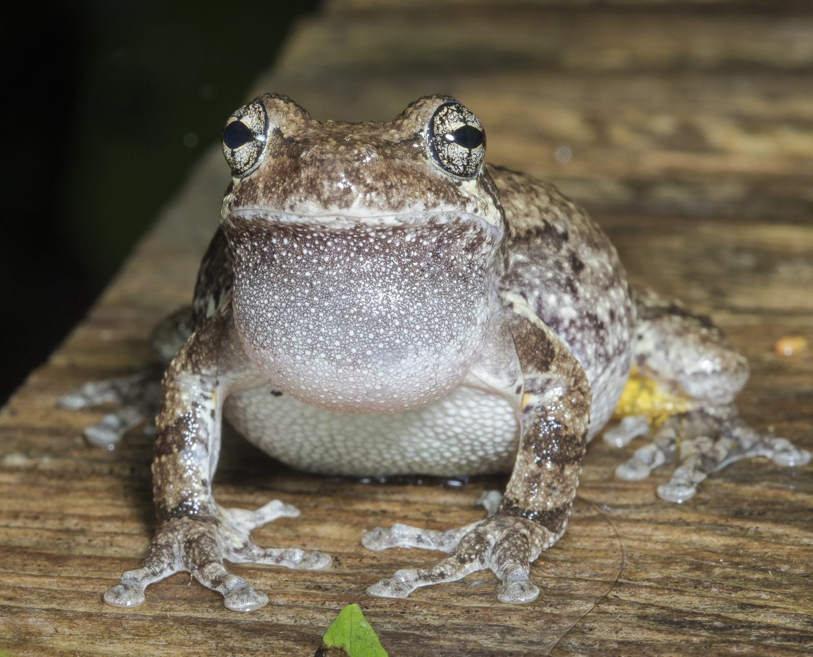 Cope's Gray Treefrog front view