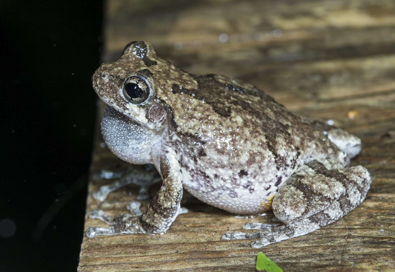 Cope's Gray Treefrog on walkway