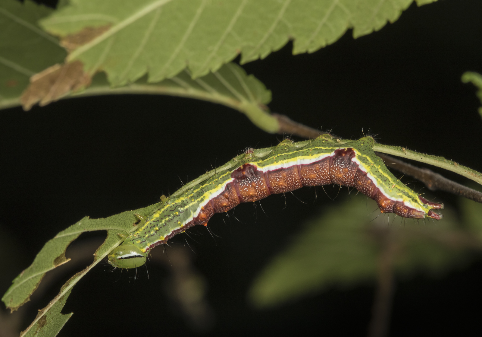 Double-lined prominent 2