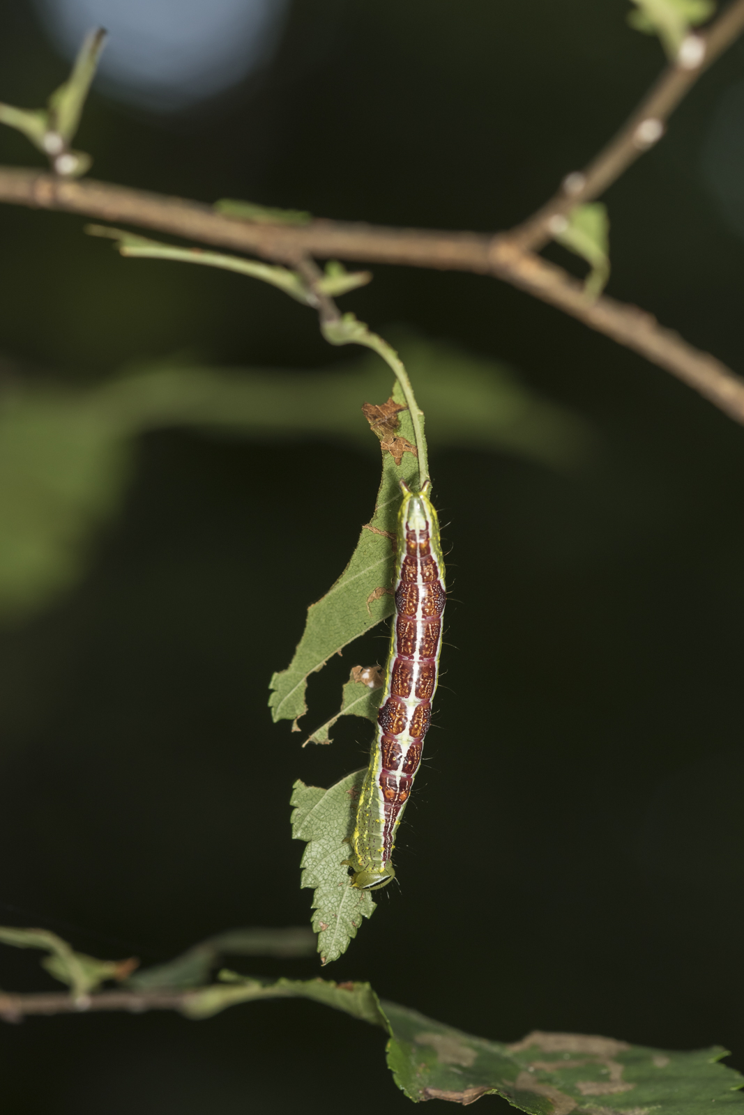 Double-lined prominent