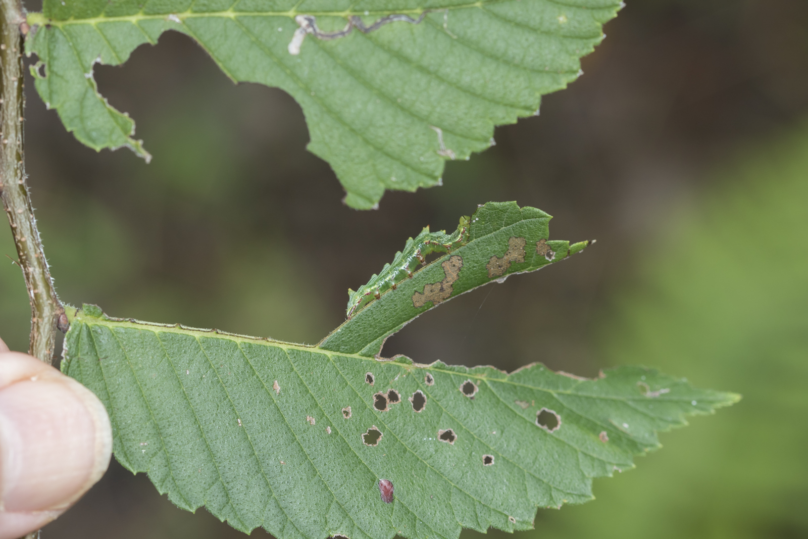 Double-toothed prominent early instar 1