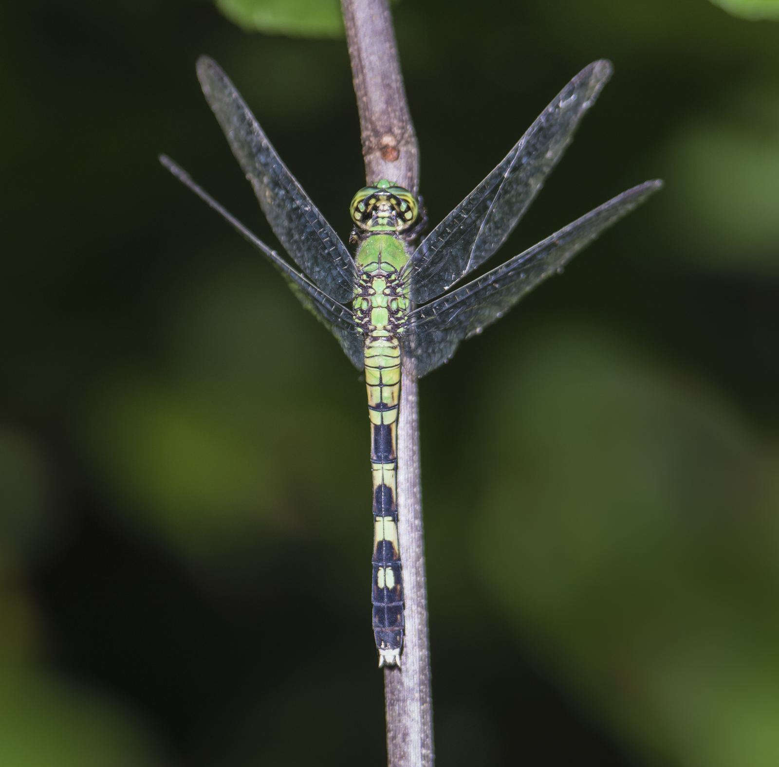 Eastern Pondhawk female vertical perch