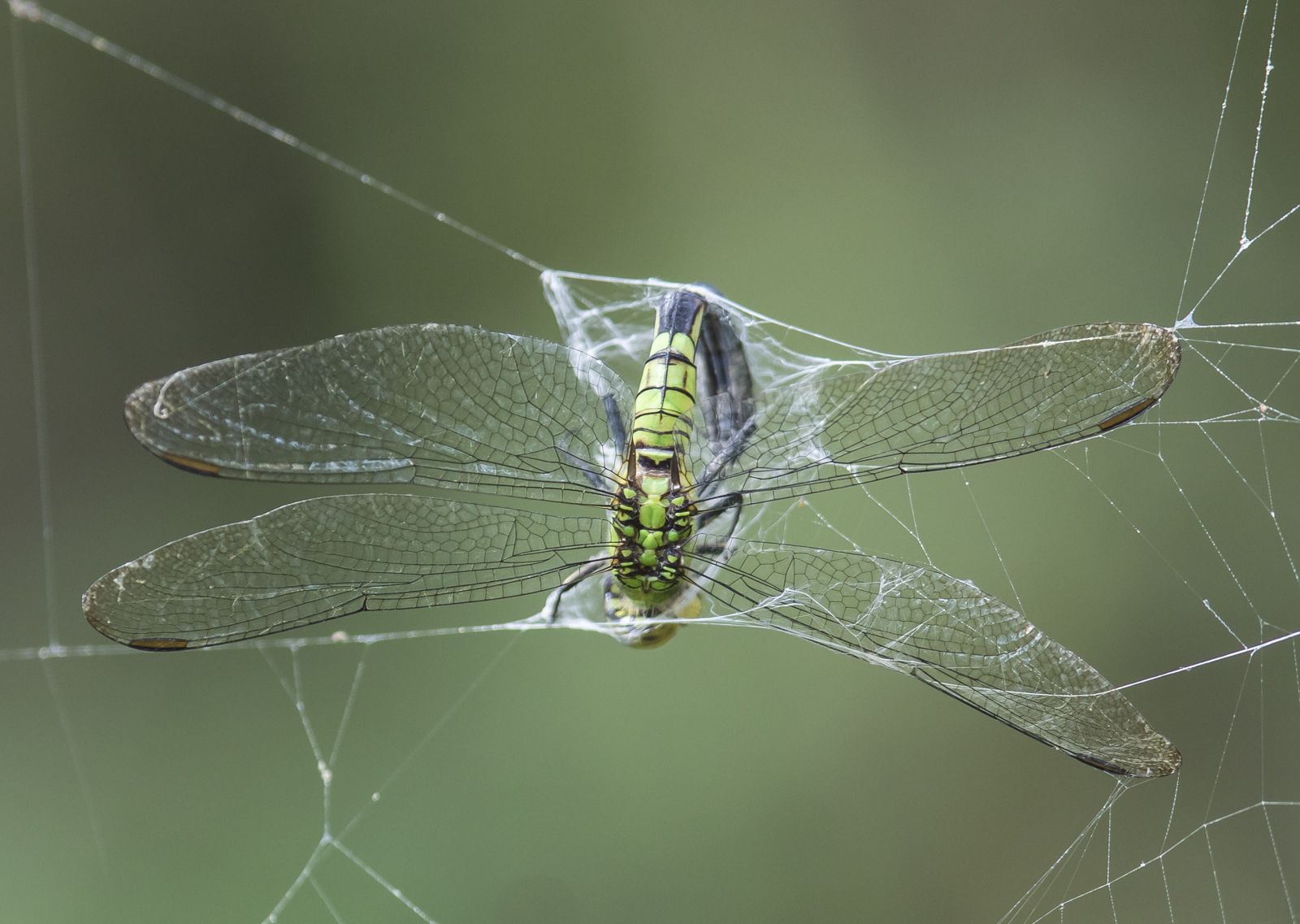 Eastern Pondhawk in web