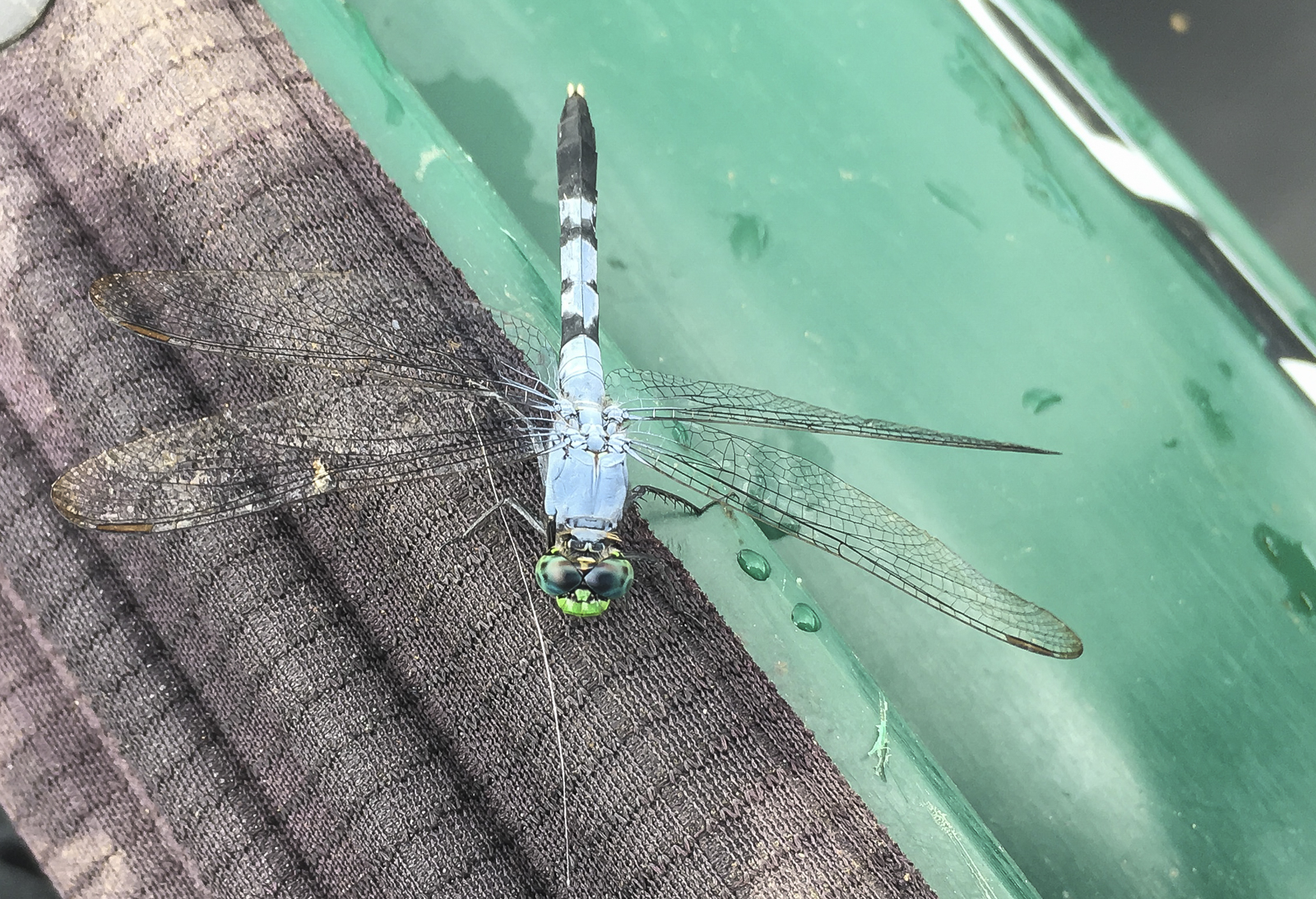 Eastern Pondhawk male