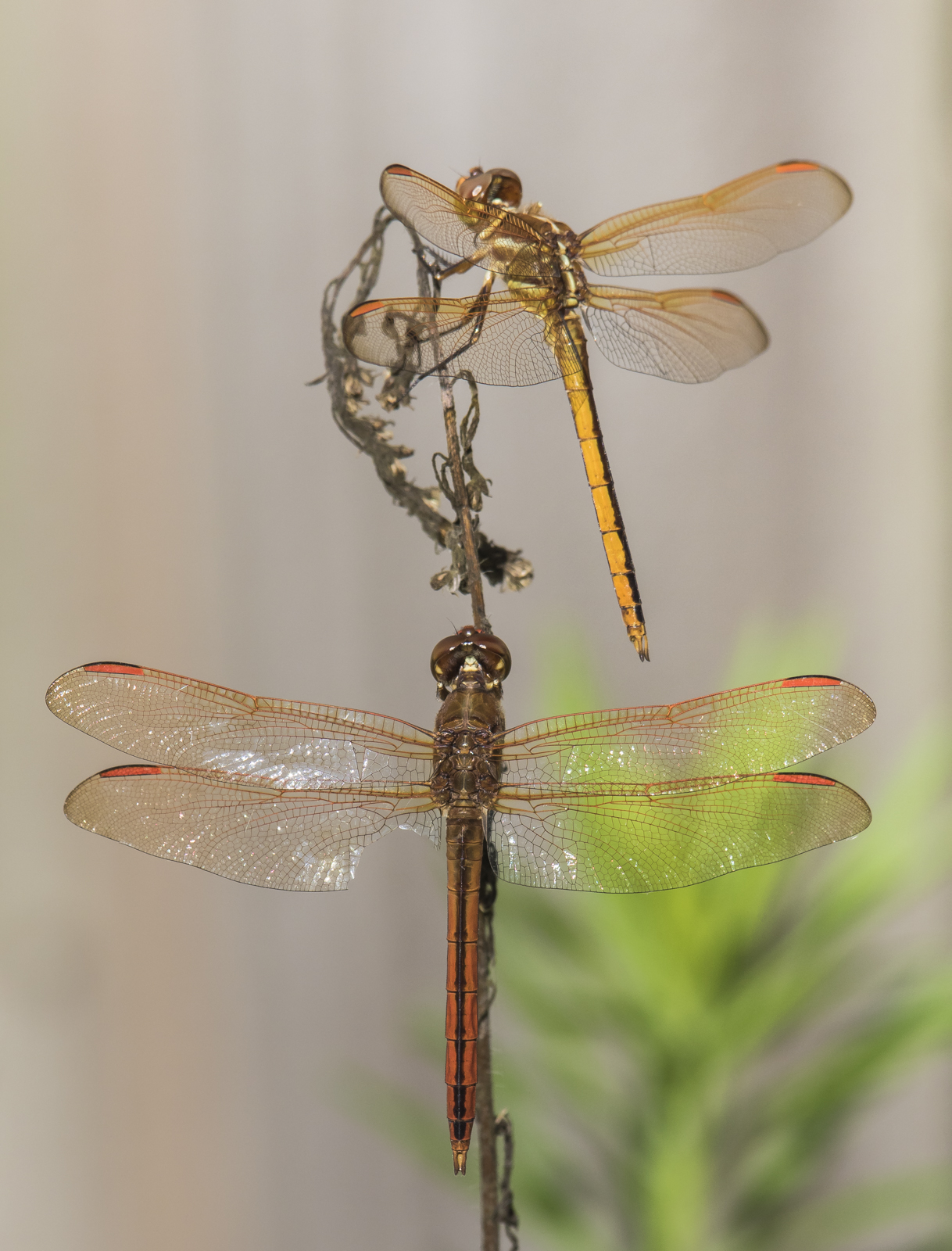 Golden-winged skimmers?