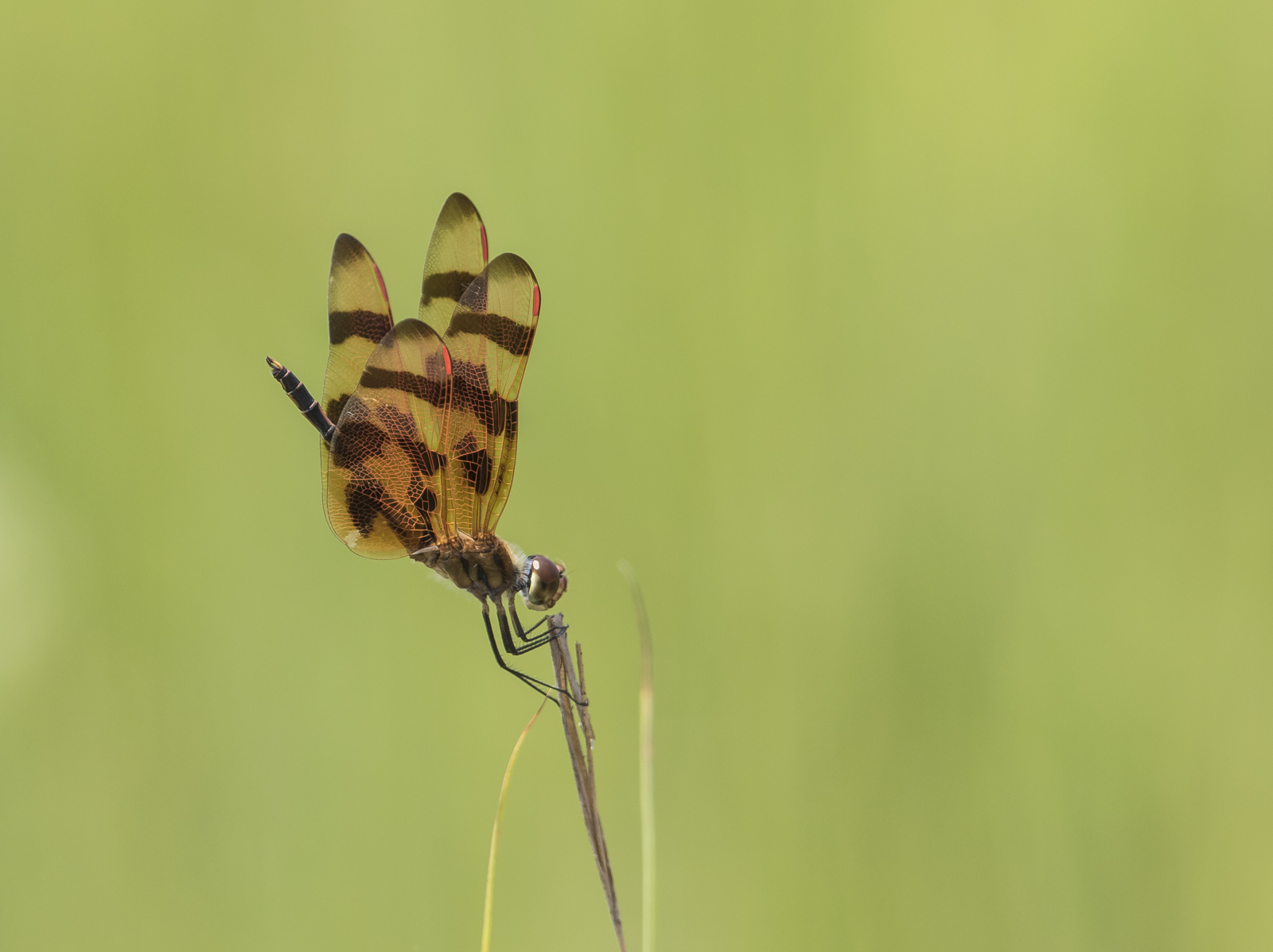 Halloween Pennant