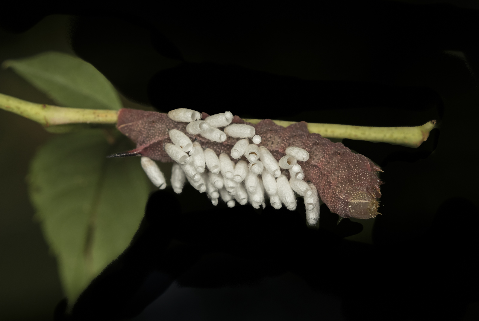 Hog sphinx with braconid wasp cocoons