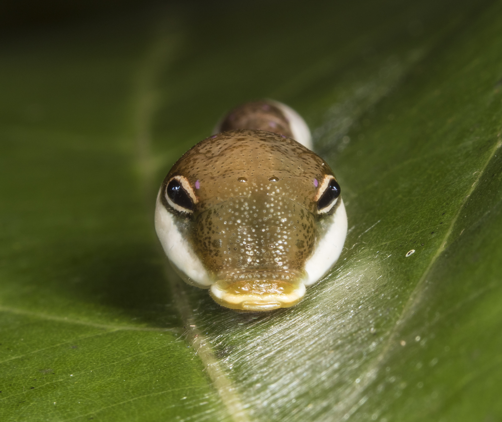 Palamedes Swallowtail caterpillar head on view closer
