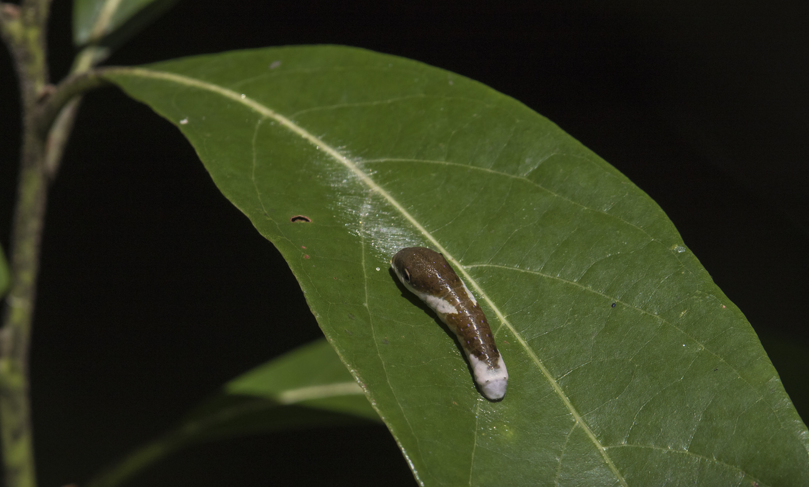 Palamedes Swallowtail caterpillar on red bay