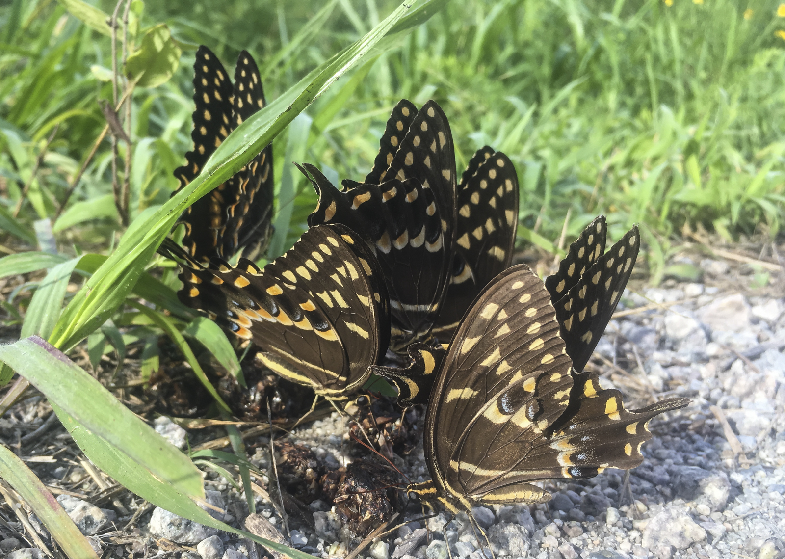 Palomedes swallowtails on scat