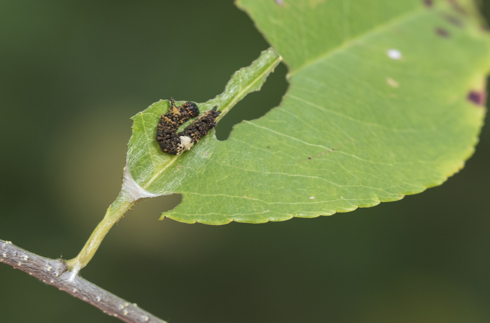 red-spotted purple early instar