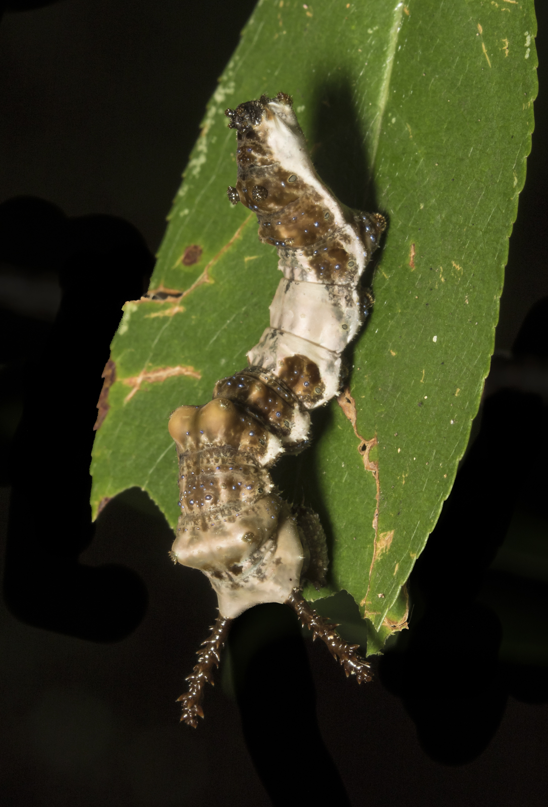 red-spotted purple last instar
